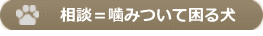 相談＝噛みついて困る犬