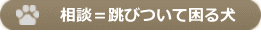 相談＝跳びついて困る犬